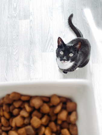 A vertical shot of a hungry cat looking up to foodの写真素材