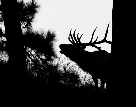 A closeup Silhouette of a wild Reindeer in a forestの写真素材