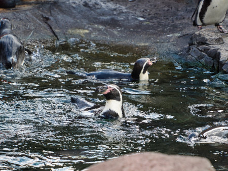 The penguins in Kansas City Zoo in Kansas City Missouriの写真素材