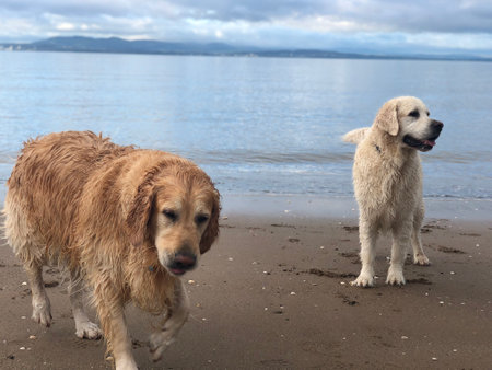 A beautiful view of a beach and two dogs standing near the waterの写真素材