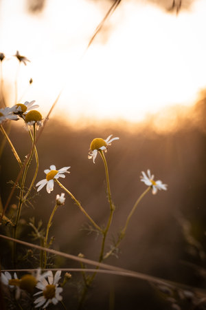 A selective focus of chamomile flowers in a field against a sunset backgroundの写真素材