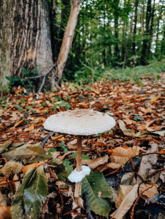 Close-up photo of parasol mushroom growing in fall woodsの写真素材