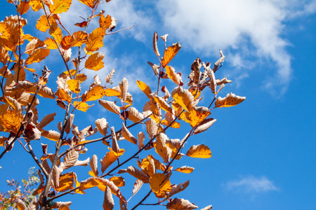 A low angle shot of autumn leaves