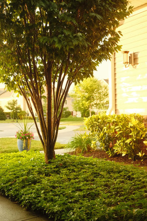 A green tree in a yard of a house on the sunris