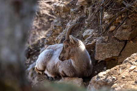 A closeup of the Alpine ibex. Switzerland.の写真素材