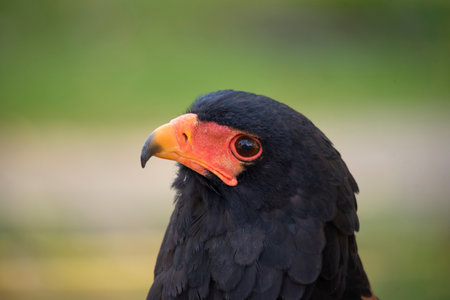 Close-up photo of the head of a Flying Eagle in posの写真素材