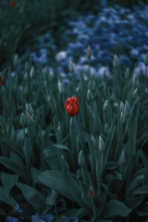 A selective of a red tulip in a gardenの写真素材