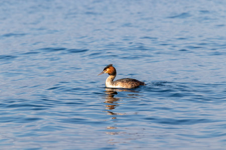A great crested grebe in the water