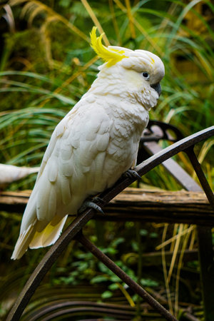 A sulphur-crested cockatoo perched on a metal wheel in the zooの写真素材
