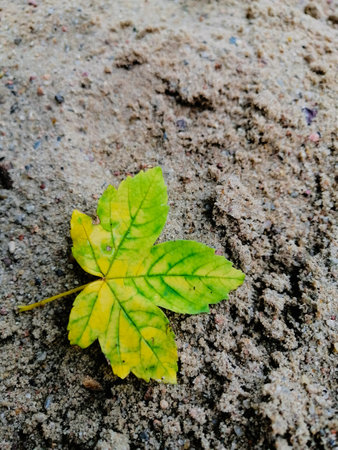 A green maple leaf on the groundの写真素材