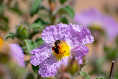 Close-up shot of Hoary Rock-Rose (Cistus creticus)	 Flower during springtime in the Aures mountains...