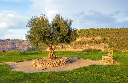A solitary olive tree in a park in Alcala del Jucar, Castilia la Mancha, Spainの写真素材