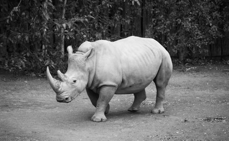 A grayscale shot of a rhinoceros in a zooの写真素材