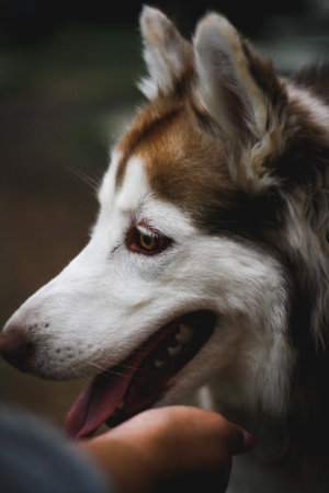 A vertical shot of a Siberian Husky playing with its ownerの写真素材