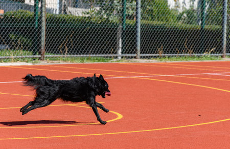 Black service dog running around agility course during search and rescue trainingの写真素材