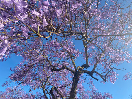 The beautiful Jacaranda mimosifolia. A sub-tropical tree with beautiful flowers. Lisbon, Portugal.