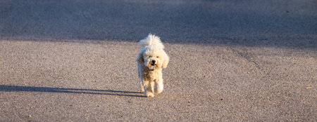 A cute white dog, walking alone at sunsetの写真素材