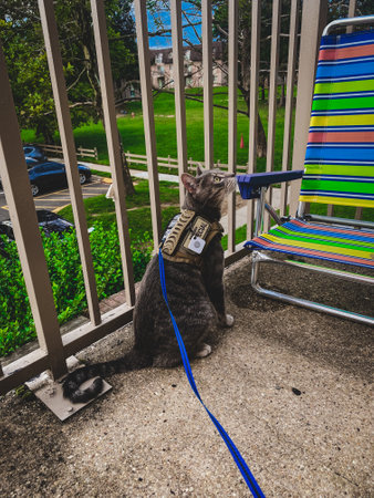 The cat  in the parkの写真素材