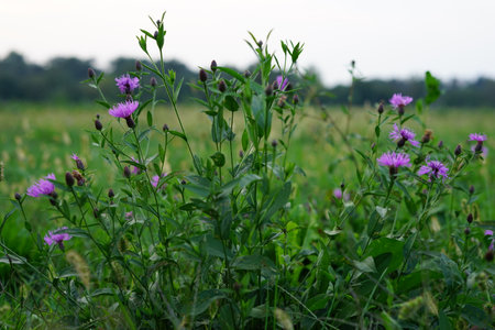 A closeup shot of purple flowers in the green beautiful fieldの写真素材