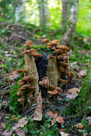 A close up shot of mushroom. Mushrooms in the wood. Mushrooms in the nature.