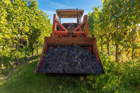 A closeup of the grapes in the gardenの写真素材