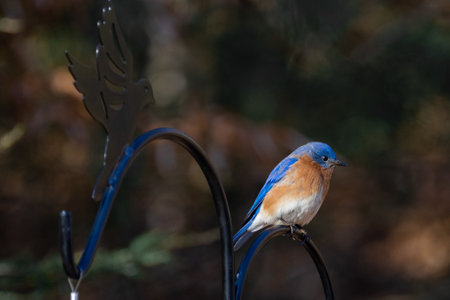 A selective focus shot of an eastern bluebird on perched on a rail in a gardenの写真素材
