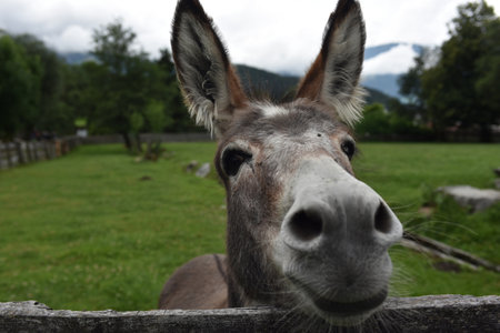 A closeup shot of a funny donkey.