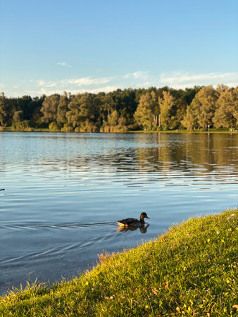 A lone mallard duck floating on a calm lake under a bright sunny skyの写真素材