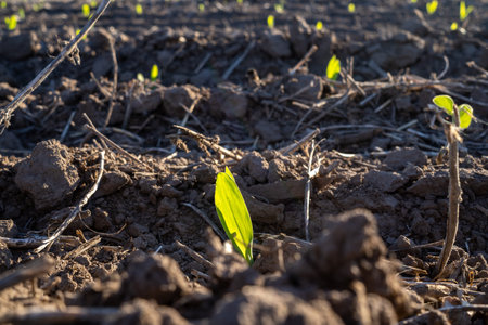 The recently sown corn field in Firmat, Santa Fe, Argentinaの写真素材