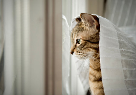 A portrait of an adorable gray cat sitting on the windowsill covered with a white curtainの写真素材