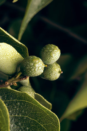 A vertical shot of a walnut branch