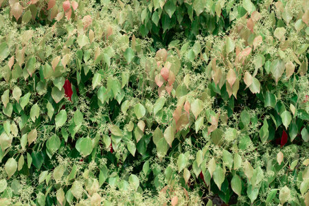View of Camphor Laurel tree (Cinnamomum camphora) in spring