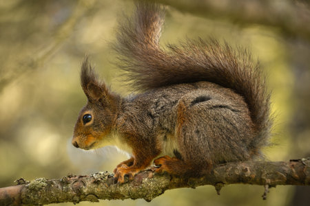 A cute squirrel in a forest