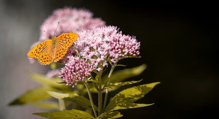 A closeup shot of an orange butterfly on swamp milkweed