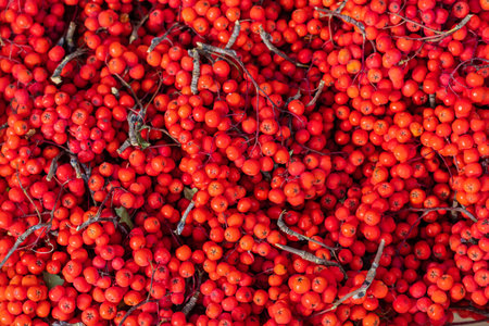Ripe red rowan branches lie on the counter. Texture. Autumn agricultural fair.の写真素材