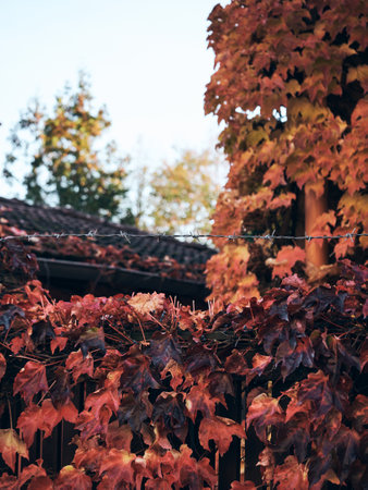 A closeup shot of fall leaves at house fence in Pragueの写真素材