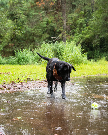 A cute black dog on a wet ground bringing the ballの写真素材
