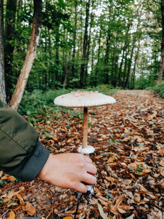 Close-up cropped image of person picking parasol mushroom in forest in autumn.