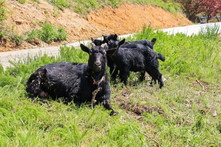 A black Goat lying on the green grass