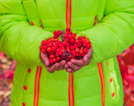 Bunches of ripe red rowan berries lie in children's palms. Autumn harvest.の写真素材