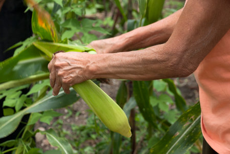 Woman hands harvesting maize in Guatemalaの写真素材