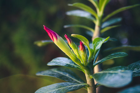 A closeup of desert rose buds blooming in a garden under the sunlight with a blurry backgroundの写真素材