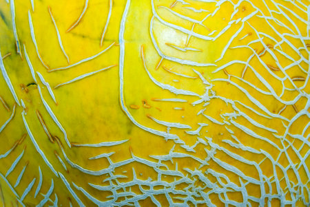 Detail texture of melon, tropical fruit harvested in Guatemalaの写真素材