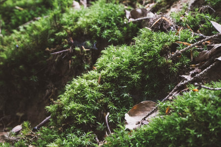 Close up from the moss in the deep german Forest in winter seasonの写真素材