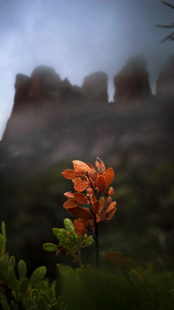 A selective of an orange plant in greenery in fog