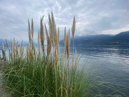 The dry reed seeds by a beautiful lake against a gray cloudy sky during the daytimeの写真素材