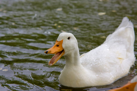 A closeup of a cute American Pekin duck swimming on a pond in a parkの写真素材