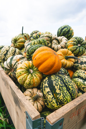 Fresh colorful pumpkins after the harvestの写真素材