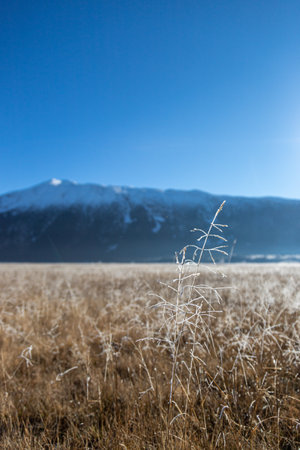 A beautiful shot of a wheat field during the dayの写真素材