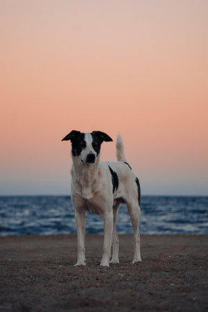 Beautiful dog in the sunset on the beachの写真素材